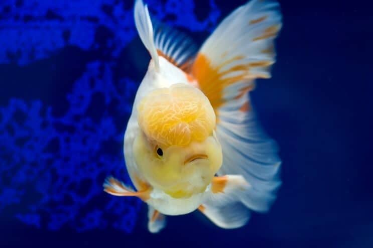 Oranda Goldfish ว่ายน้ำ