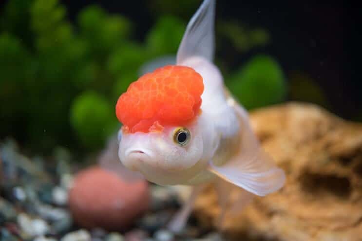 ลักษณะของปลาทอง Oranda