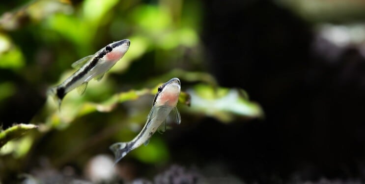 Otocinclus ว่ายน้ำ