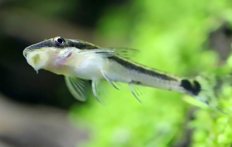 Otocinclus ติดอยู่บนถัง