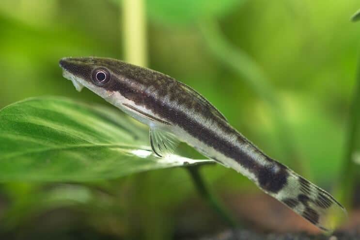 การดูแล Otocinclus