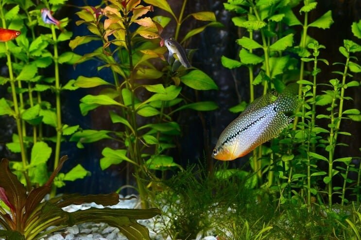 Pearl Gourami ในพิพิธภัณฑ์สัตว์น้ำ