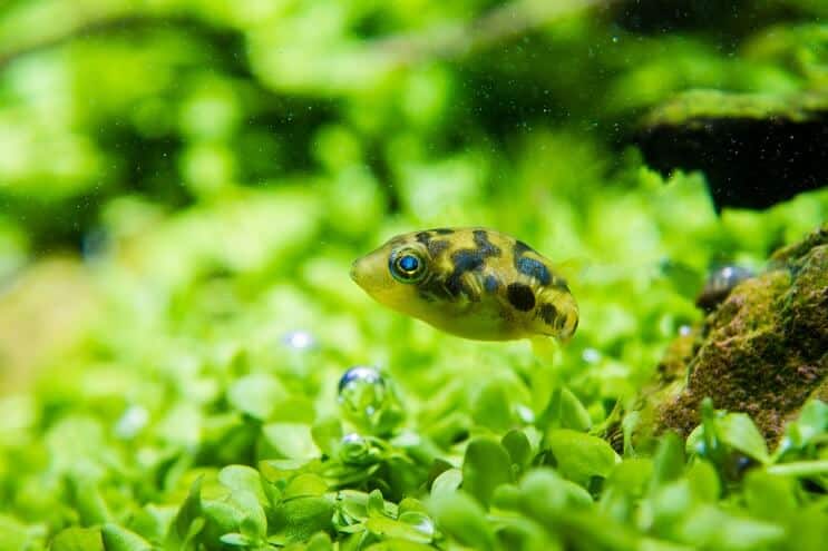 รูปลักษณ์ของ Pea Puffer