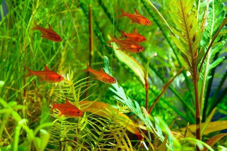 เพื่อนร่วมรถถัง Ember Tetra
