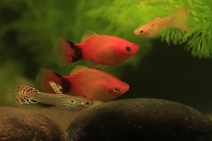 Guppy และ Platy