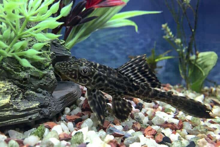 ภาพรวม Plecostomus