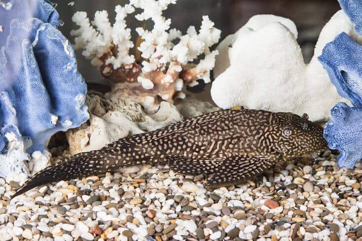 Pleco สามัญ