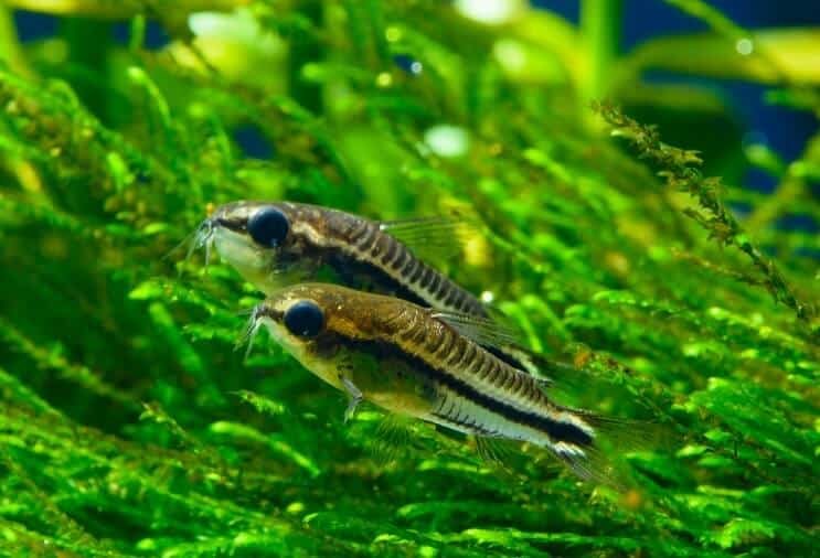 ภาพรวม Pygmy Cory