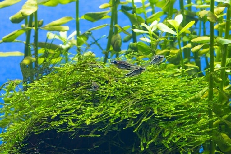 ที่อยู่อาศัย Pygmy Cory