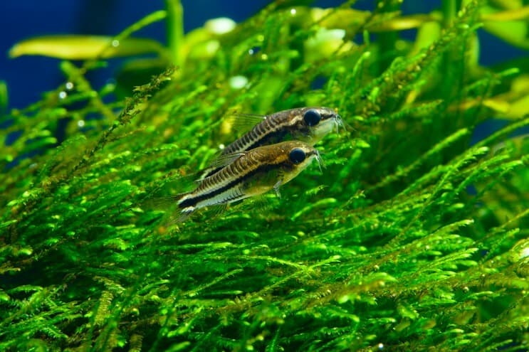 ดูแล Pygmy Cory
