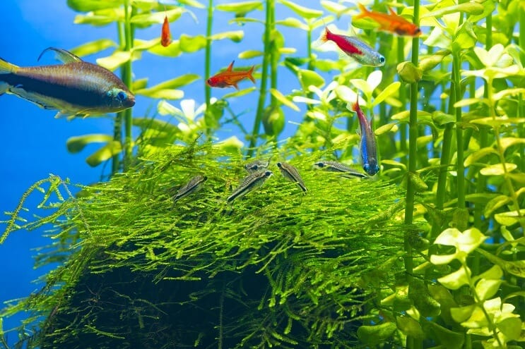เพื่อนร่วมรถถัง Pygmy Cory