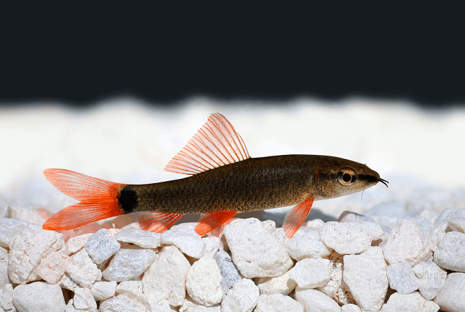 Rainbow Shark ในพิพิธภัณฑ์สัตว์น้ำ