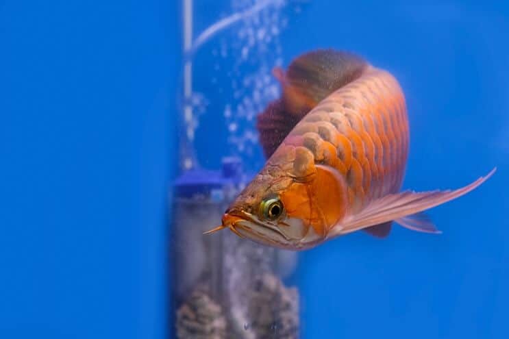 การปรากฏตัวของ Red Arowana