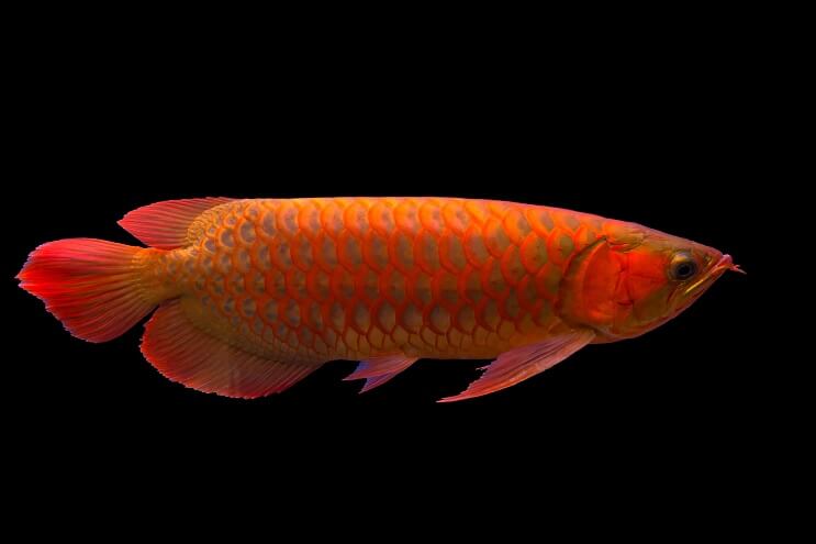 ภาพรวม Red Arowana