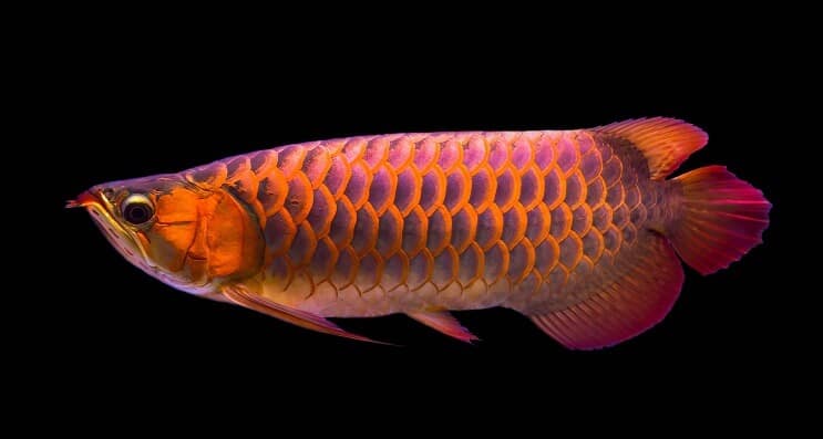 อาหาร Red Arowana