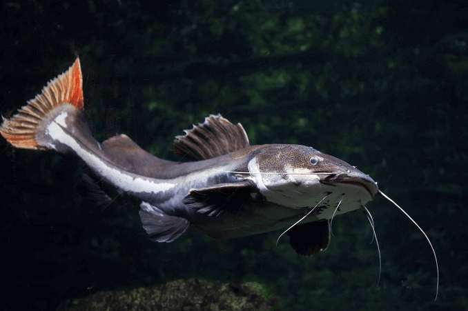 เกี่ยวกับ Redtail Catfish