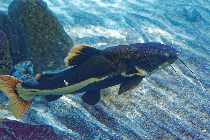 ลักษณะ Redtail Catfish
