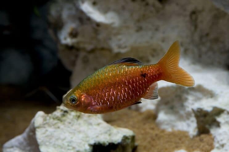 ภาพรวม Rosy Barb