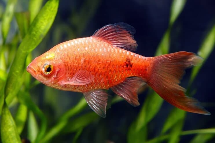 การปรากฏตัวของ Rosy Barb