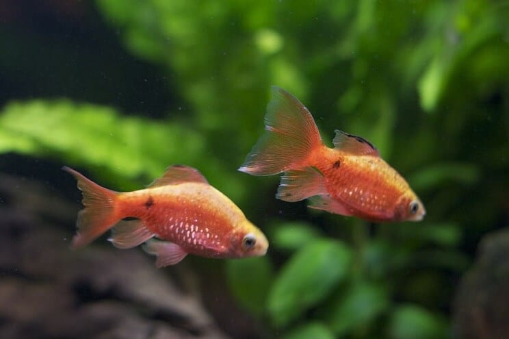 เพื่อนร่วมรถถัง Rosy Barb