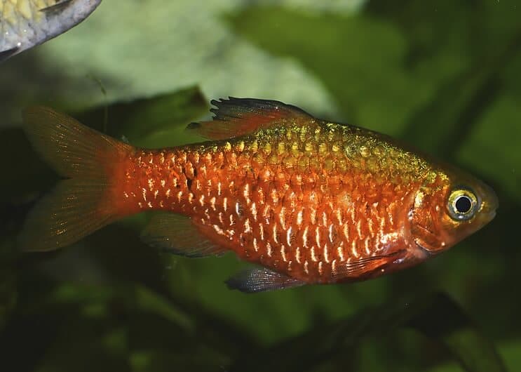 การดูแล Rosy Barb