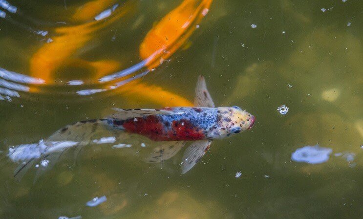 Shubunkin Goldfish ในบ่อ