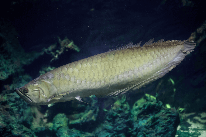 ลักษณะของ Silver Arowana