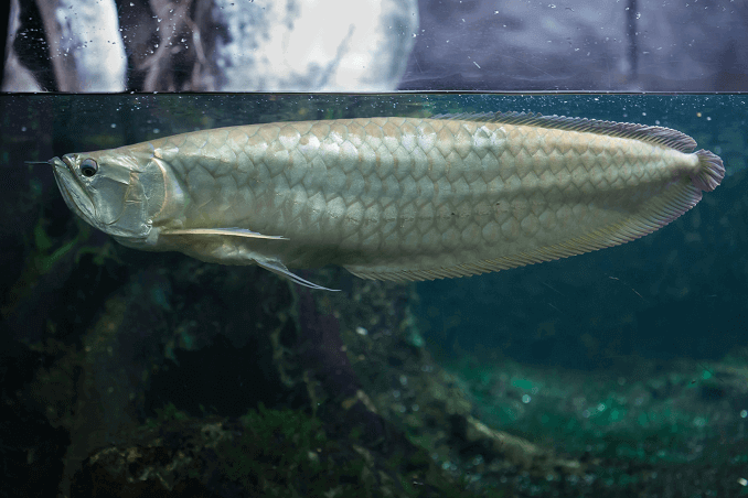 Silver Arowana ใน Tank
