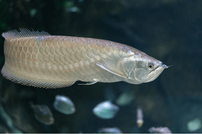 Silver Arowana ว่ายน้ำ