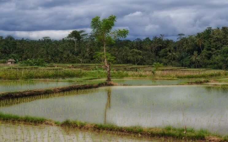 ที่อยู่อาศัยปลาสลิดประกาย