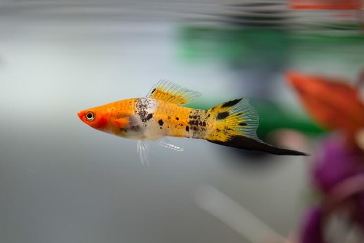 ภาพรวม Swordtail