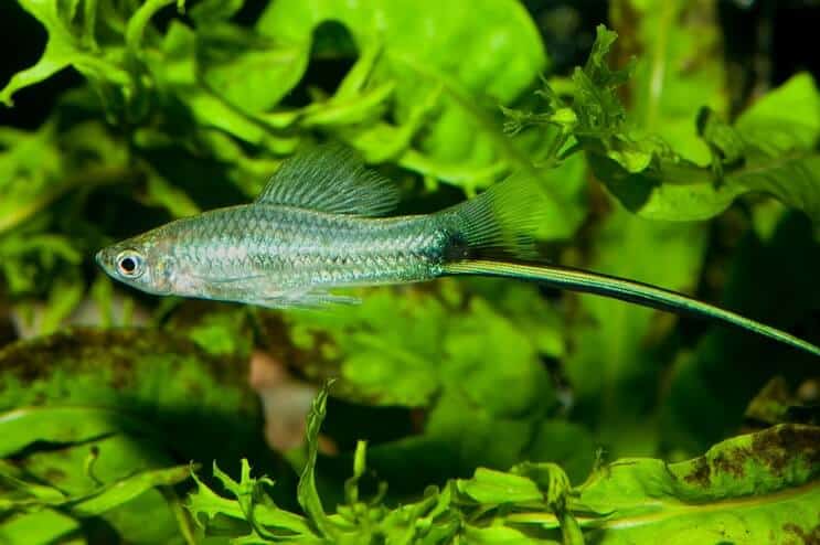 ลักษณะของ Swordtail