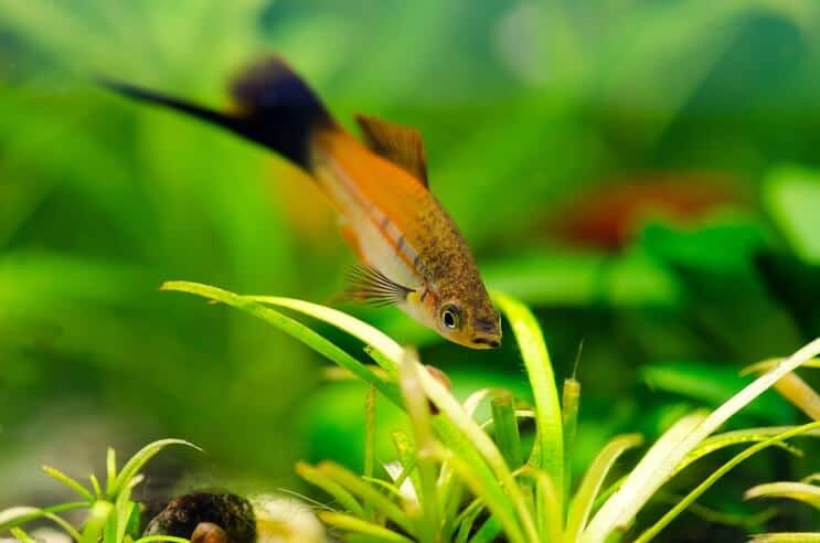 ที่อยู่อาศัยของ Swordtail