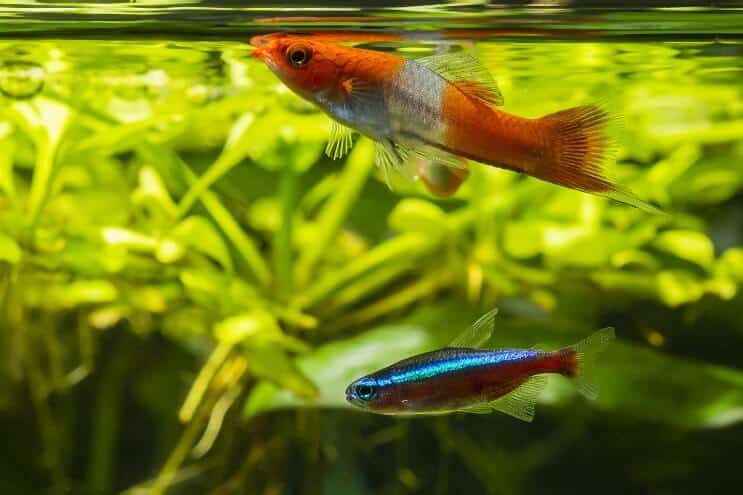 เพื่อนถัง Swordtail