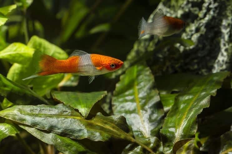 อาหาร Swordtail