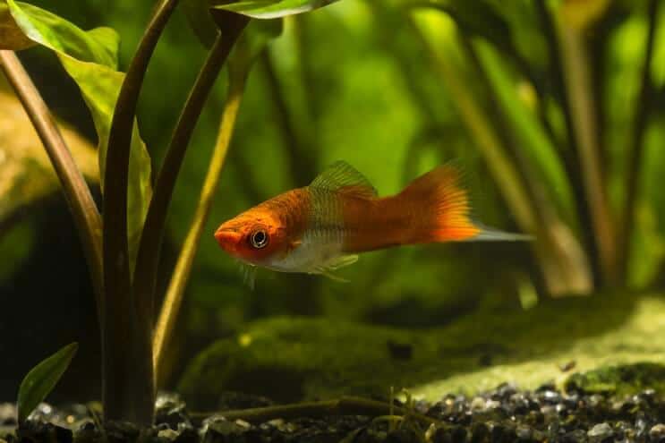 การดูแล Swordtail