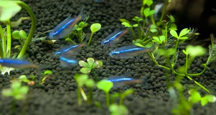 Tetra สีน้ำเงิน