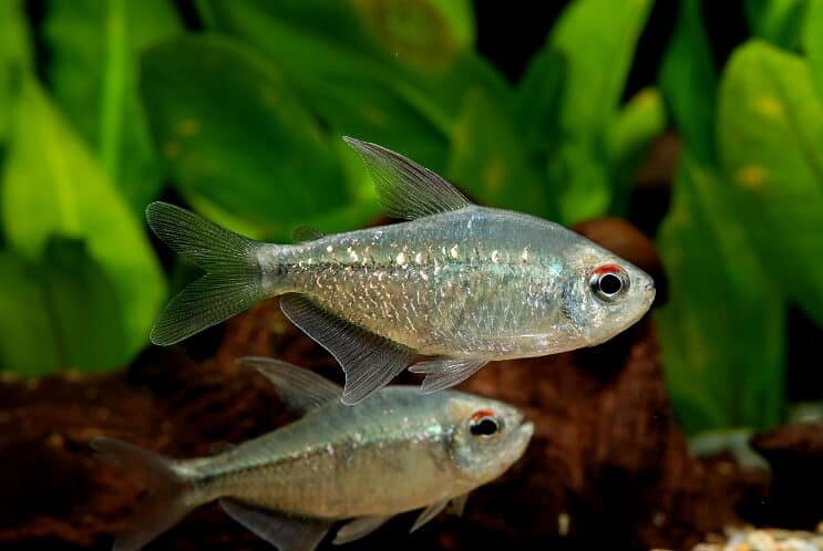 เพชร Tetra
