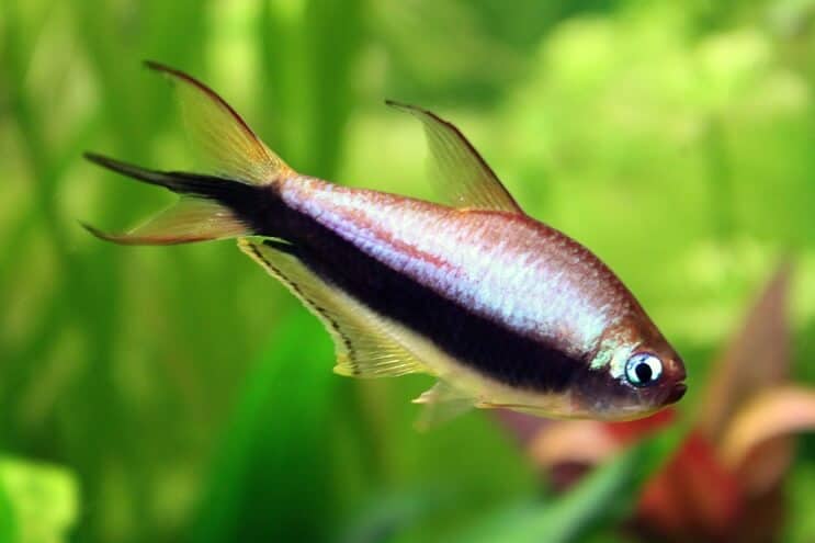 จักรพรรดิ Tetra