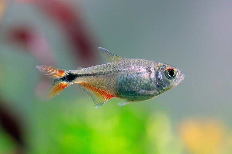 บัวโนสไอเรส Tetra
