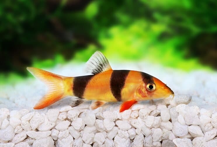ตัวตลก Loach