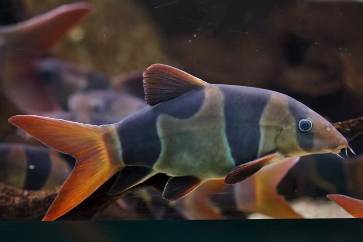 ตัวตลก Loach