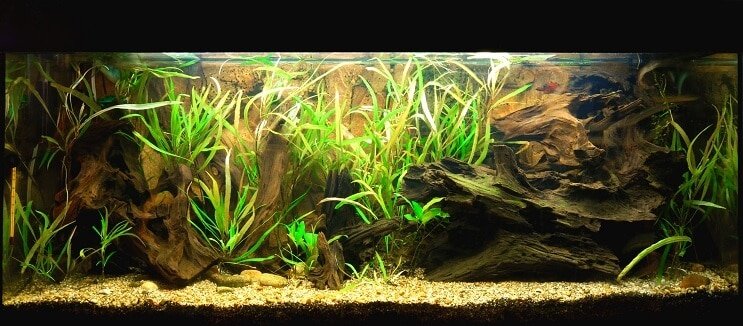 Clown Loach Tank เงื่อนไข