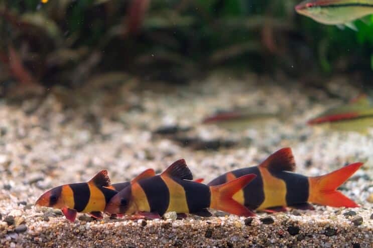 ตัวตลก Loach Tank เพื่อน
