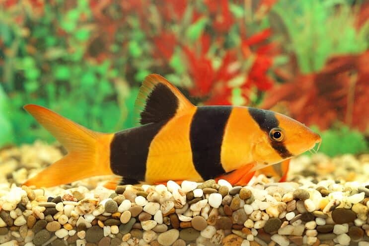ภาพรวม Clown Loach