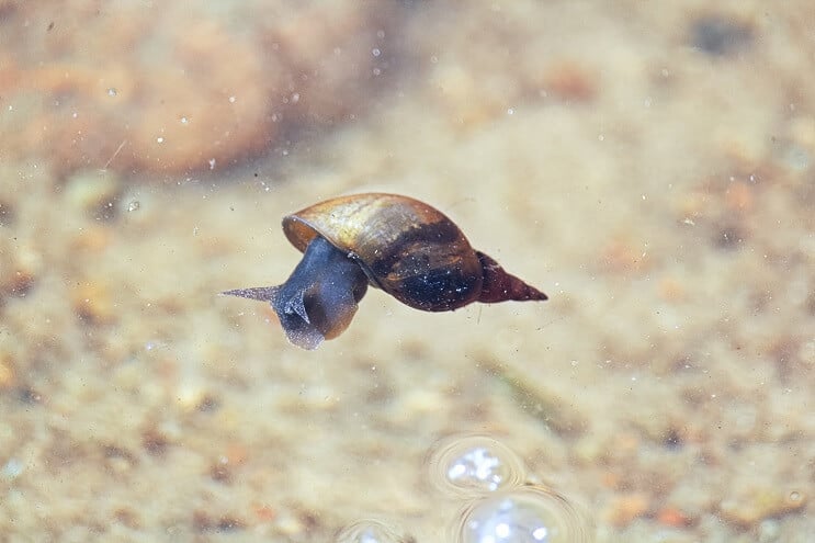 ตัวตลก Loach Diet