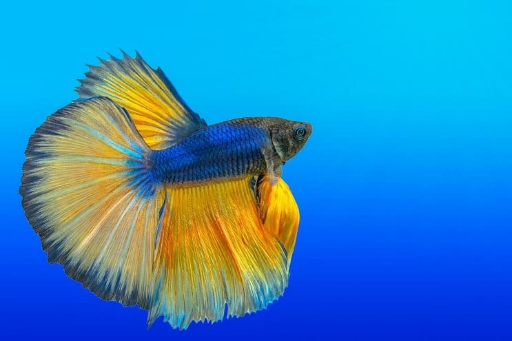 วิธีดูแล Bettas
