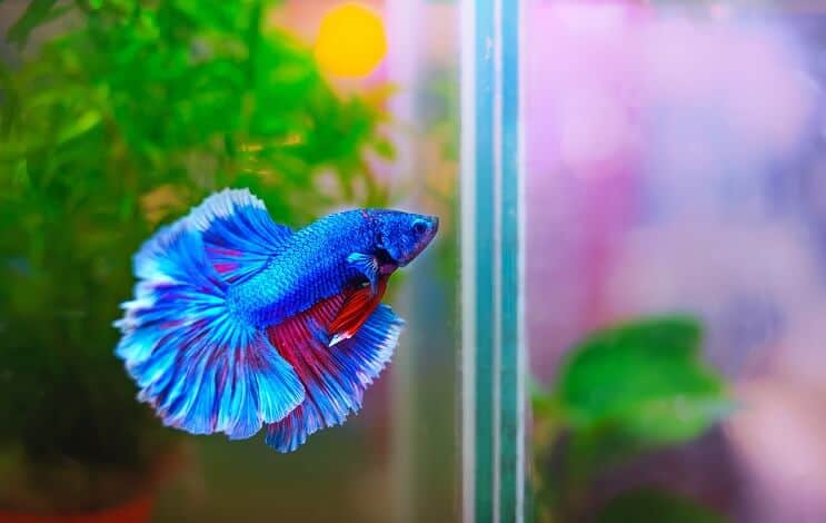 ตั้งค่า Betta Tank