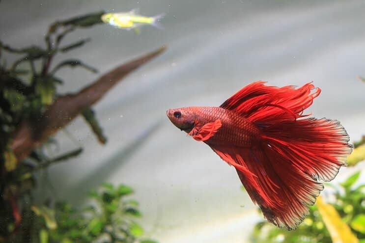 Betta Tank เพื่อน