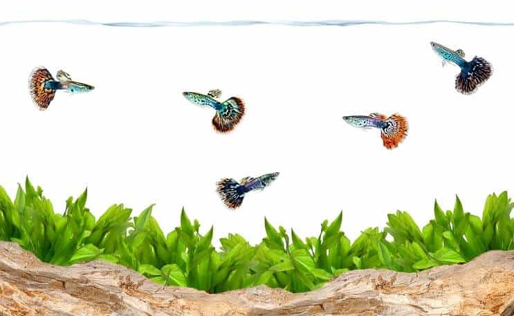 Guppies ในพิพิธภัณฑ์สัตว์น้ำ